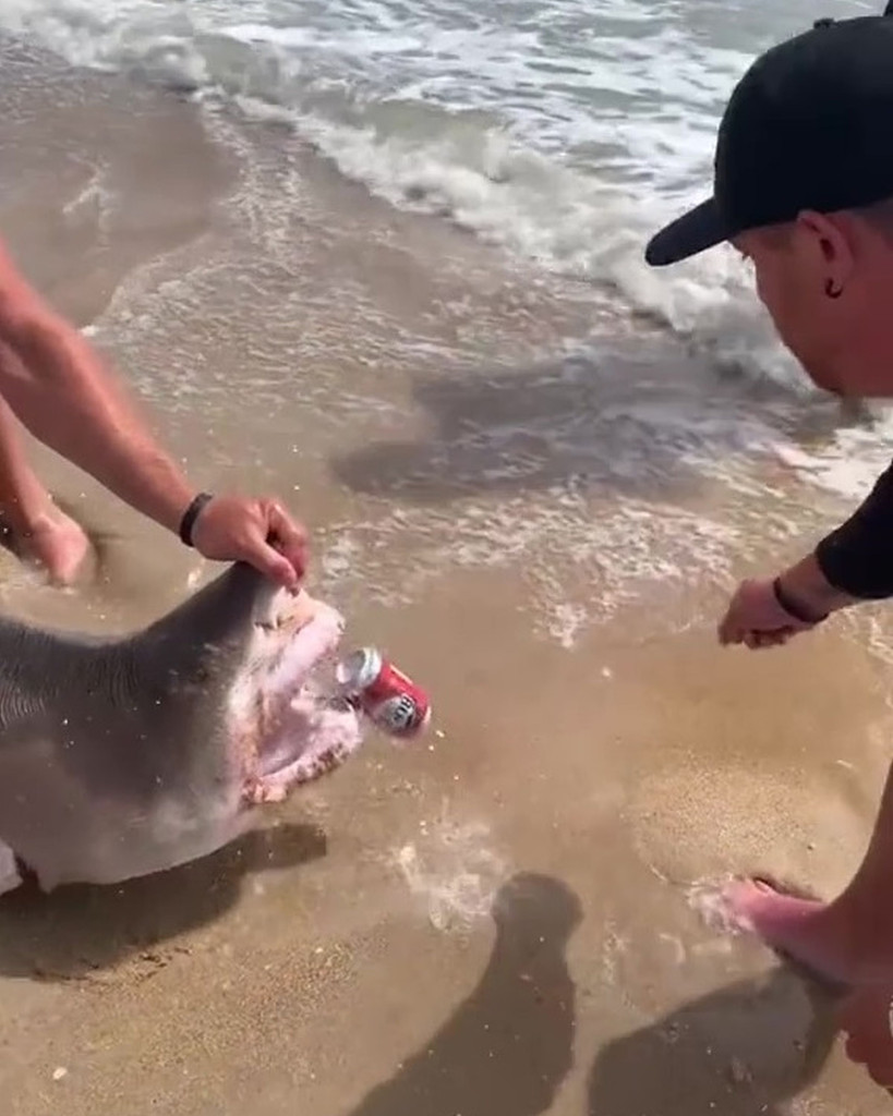 Nhóm thanh niên đùa nghịch với con cá mập hổ cát trên bãi biển ở bang Florida, Mỹ. Ảnh: Kennedy News
