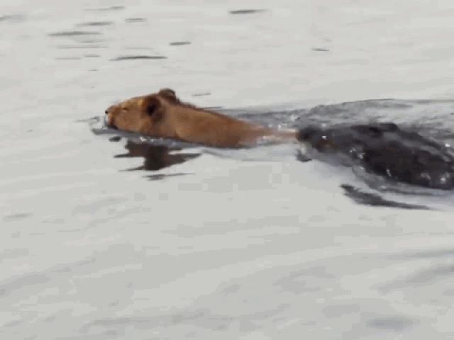 Media - Bị cá sấu "tóm cổ" dưới nước, sư tử vùng vẫy chống trả và cái kết khó tin