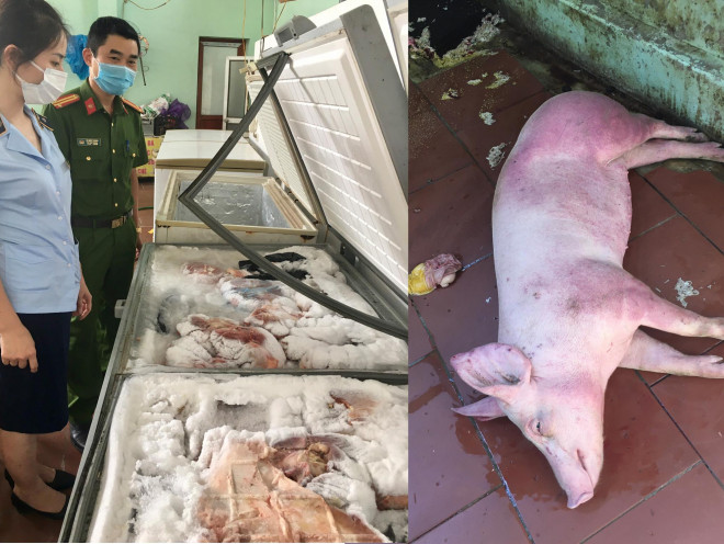 Cận cảnh số thịt lợn bốc mùi hôi thối và lợn có dấu hiệu bệnh được hộ kinh doanh do ông Nguyễn Văn Khôi (xã Điềm Thuỵ, huyện Phú Bình, tỉnh Thái Nguyên) làm chủ, kinh doanh kiếm lời.