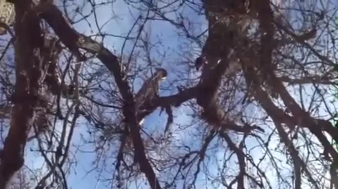 Video: Leo lên cây truy sát báo sư tử, chó săn nhận cú tát trời giáng, rơi thẳng xuống đất