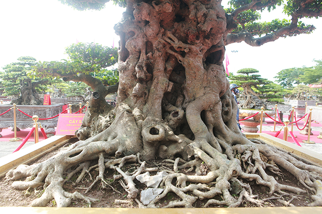 Giá trị nhất của "Tiên lão giáng trần" nằm ở bộ rễ đẹp, phần thân kỳ quái của cây.
