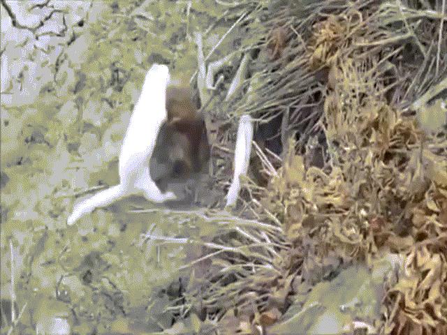 Phi thường - kỳ quặc - Video: Cú cắn chí mạng quyết định trong trận đại chiến "một mất một còn" giữa chồn và chuột cống