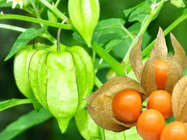 Thị trường - Tiêu dùng - Dân đem rau dại về trồng thay lúa, thành đặc sản bán đắt vẫn "cháy hàng"