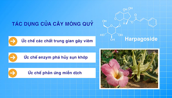 Cây Móng Quỷ - Thảo dược quý cho người bị đau nhức xương khớp - 2