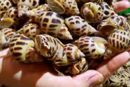 Thị trường - Tiêu dùng - Ốc hương giảm giá gần một nửa vẫn không có ai mua, người nuôi lao đao