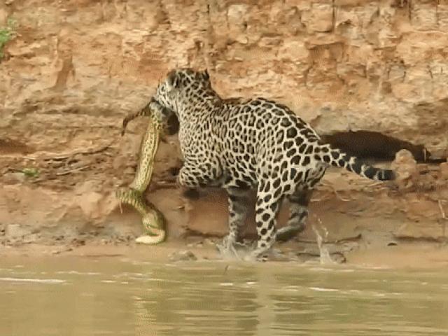 Media - Khoảnh khắc báo đốm đứng ở bờ sông đoạt mạng "quái vật" đầm lầy