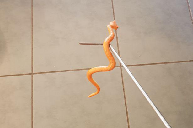 Vợ chồng Emily hoảng hồn khi thấy con rắn trườn trên gối của cô. Ảnh: Pen News / Emily Hinds