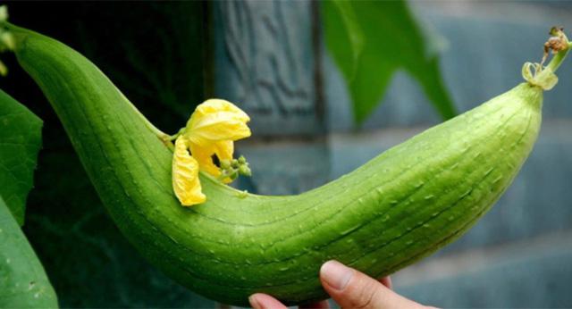  Mướp không chỉ là món ăn ngon mà còn có nhiều lợi ích đối với sức khỏe.