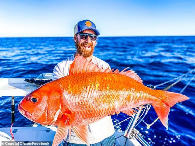 Thế giới - Úc: Bắt được "cá vàng" khổng lồ, tìm hiểu mới biết là loài hiếm gặp