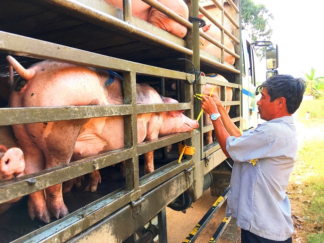 Tại nhiều địa phương giá lợn hơi giảm sâu, thấp nhất 50.000 đồng/kg