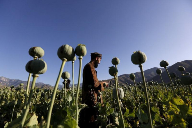 Afghanistan là nhà cung cấp thuốc phiện bất hợp pháp lớn nhất thế giới. Ảnh: REUTERS