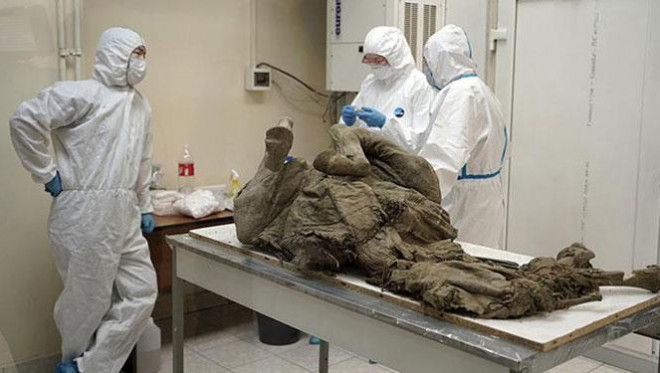 Trung tâm Nghiên cứu virus học và Công nghệ sinh học quốc gia Nga (Vektor) phân tích mô từ xác một con ngựa có niên đại 4.500 năm để nghiên cứu các loài virus tiền sử .Ảnh: VEKTOR