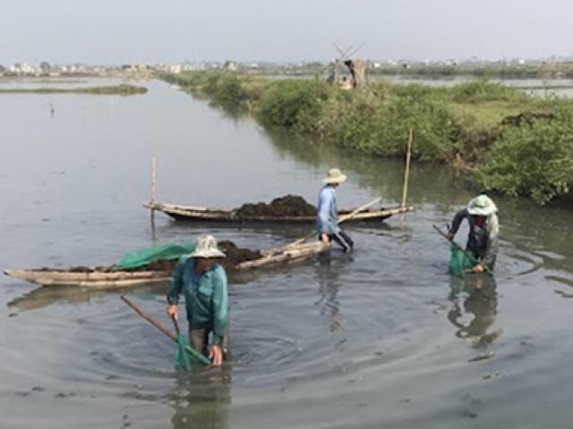 Thị trường - Tiêu dùng - Thứ ở Việt Nam nhìn như rơm, cắm xuống nước 2 tháng là có tiền triệu/ngày