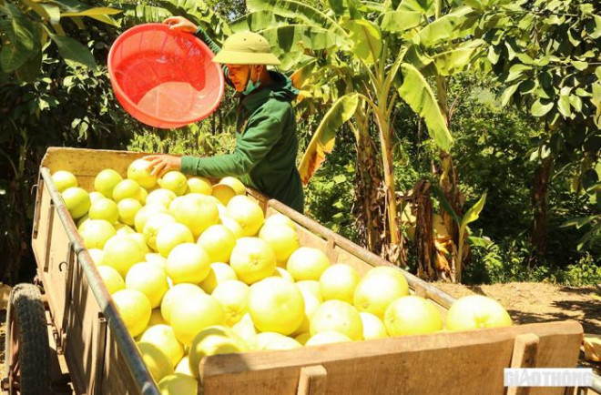 Cùng quan điểm như chị Nga, ông Lê Anh Tuấn cho biết thêm: Do dịch Covid-19 diễn biến phức tạp nên bưởi Phúc Trạch năm nay khó bán và giá lại rẻ hơn