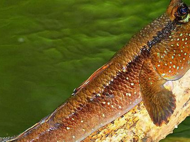 Thị trường - Tiêu dùng - Vùng này ở Việt Nam có loài cá biết leo cây, chạy nhảy được xếp vào loại những đặc sản kỳ lạ nhất