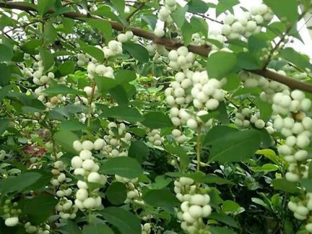 Thị trường - Tiêu dùng - “Cơm nguội” mọc trên cây, người Việt hái bán được giá tốt