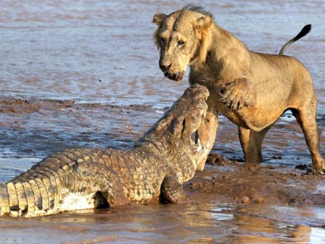 Media - Đồng loại bị cá sấu tấn công, sư tử đực liều chết giải cứu