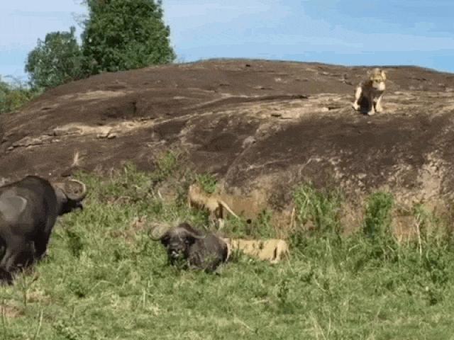 Media - Trâu rừng liều chết cứu đồng loại thoát khỏi móng vuốt 3 sư tử