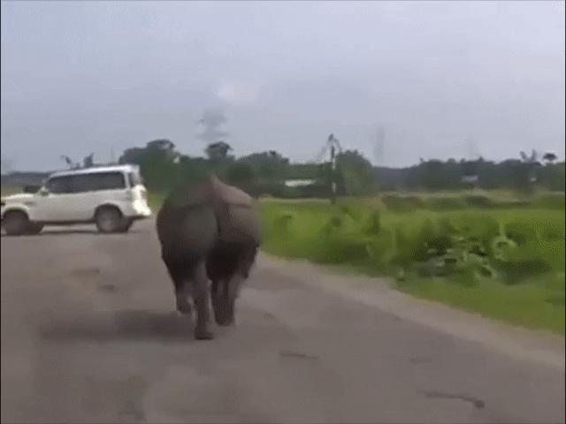 Ô tô - Hà mã lao lên quốc lộ, hàng loạt ô tô quay đầu bỏ chạy