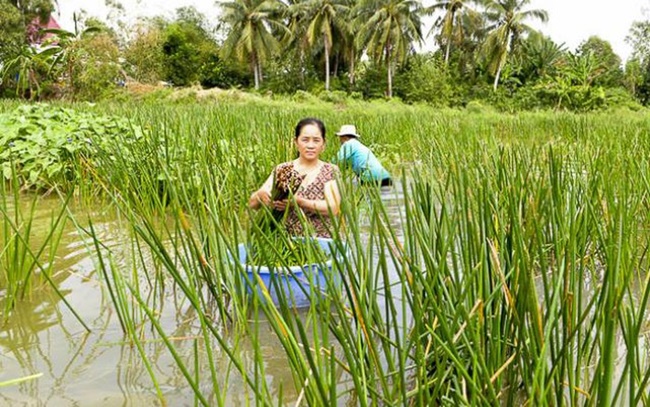 Trồng năn bộp không mất công chăm sóc vì chúng là cây dại, sức chịu đựng tốt.
