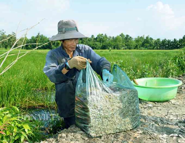 Nơi trồng năn chỉ giữ mức nước khoảng 5-6 tấc là cây có thể sinh trưởng tốt.

