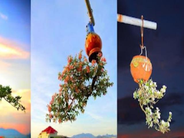 Thị trường - Tiêu dùng - Những bộ sưu tập cây kiểng lạ đình đám ở Việt Nam