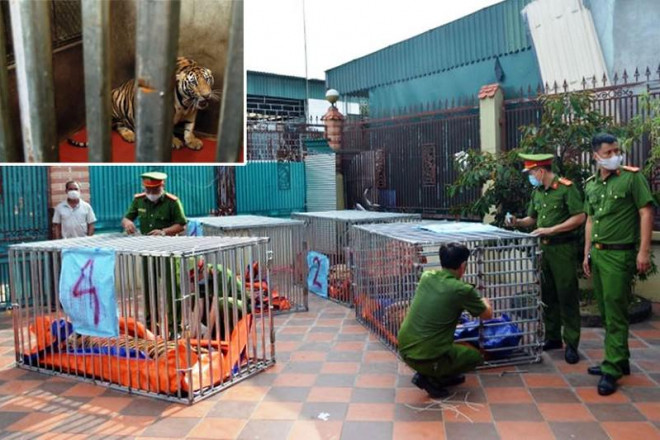 Các con hổ khi được giải cứu. 