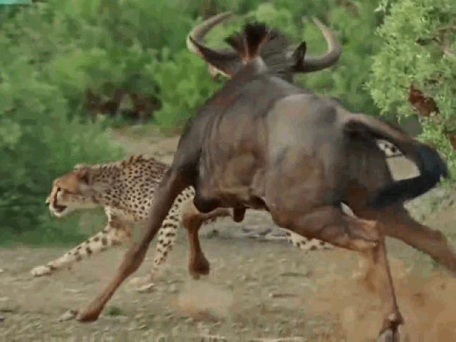 Media - Linh dương đầu bò gãy 1 chân vẫn liều chết đối đầu báo săn và cái kết