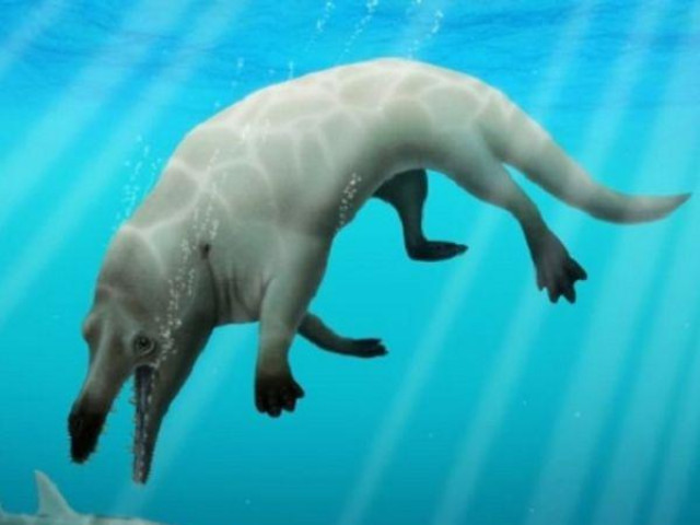 Phi thường - kỳ quặc - Phát hiện cá voi bốn chân sống tại Ai Cập 43 triệu năm trước