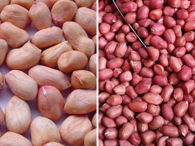 Sức khỏe đời sống - 6 nhóm người nên hạn chế ăn lạc, nếu thấy có dấu hiệu này phải dừng ngay