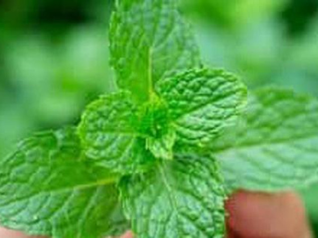 Thị trường - Tiêu dùng - Rau bạc hà bán 350.000 đồng mỗi hộp tùy trọng lượng, dân choáng váng nghe giá mà vẫn phải cắn răng mua