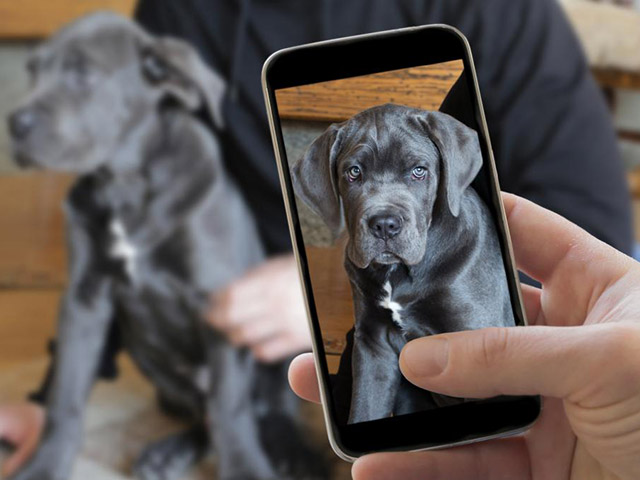 Thời trang Hi-tech - Gợi ý chụp ảnh chân dung thú cưng cực đáng yêu trên iPhone