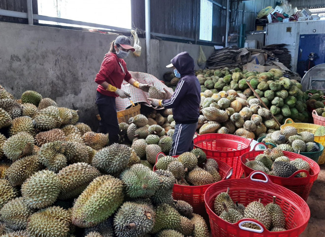 Sầu riêng rớt giá khủng khiếp: Thấp nhất 10.000 đồng/kg - 3