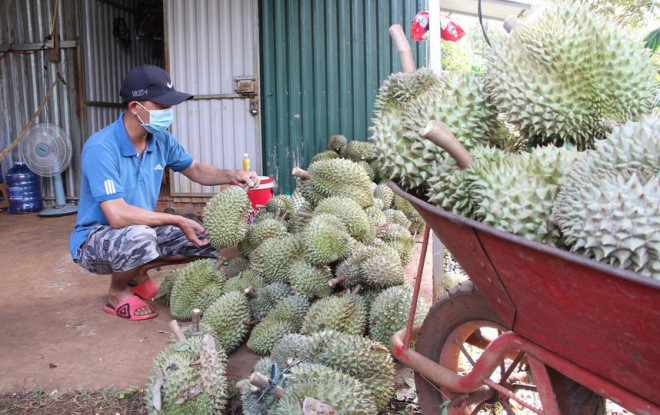 Sầu riêng rớt giá khủng khiếp: Thấp nhất 10.000 đồng/kg - 2