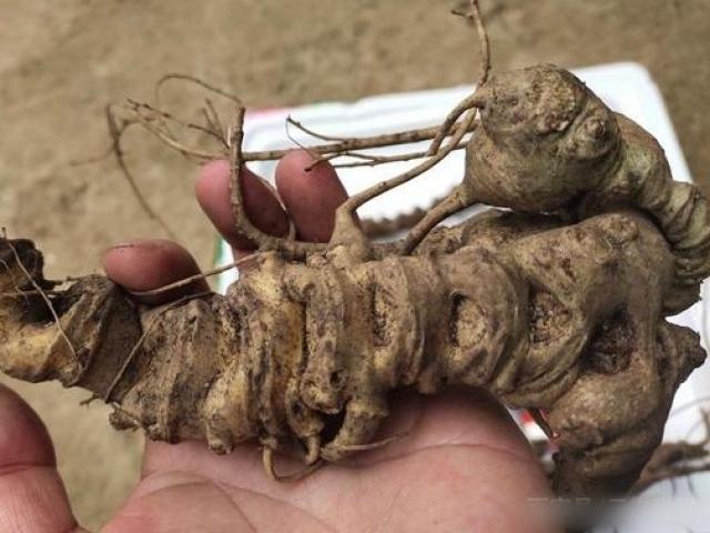 Thị trường - Tiêu dùng - Thấy thứ này mọc trong vườn nhớ hái ngay, rễ của nó là "mỏ vàng"