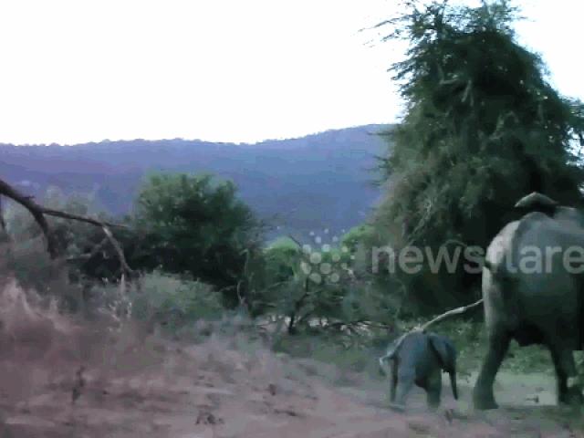 Media - Sư tử đói mồi liều mạng "phục kích" voi con và cái kết