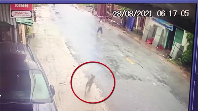 Con chó lao ra đường gây tai nạn cho người đi xe máy.