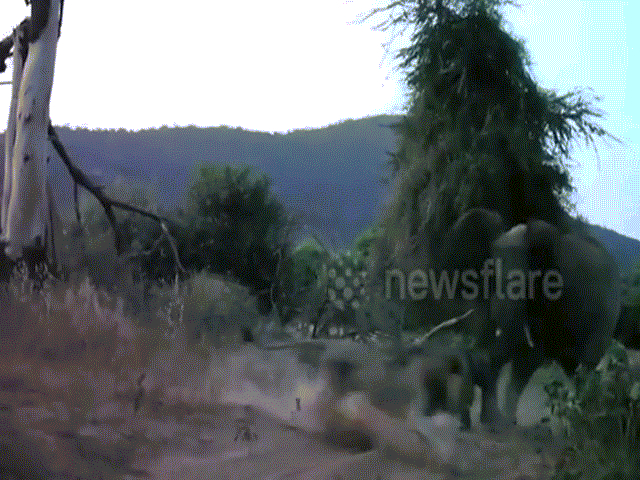 Phi thường - kỳ quặc - Video: Tưởng "ngon ăn" săn được voi con, sư tử đực bị voi mẹ dọa khiếp vía