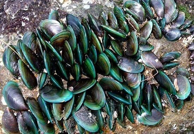 Dầu vẹm xanh giúp cải thiện đau lưng do gai đốt sống hiệu quả