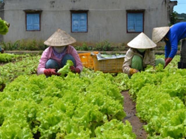 Thị trường - Tiêu dùng - Loại rau ở Việt Nam trồng bạt ngàn, sang nước ngoài ngỡ ngàng với mức giá