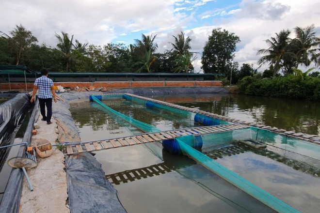 Trại nuôi cá giống công nghiệp của ông Khanh ở Cà Mau nằm chờ hết dịch để mua cá giống. Ảnh: TRẦN VŨ
