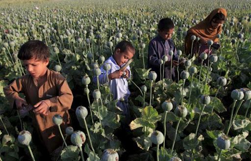 Những đứa trẻ đang thu hoạch mủ thuốc
phiện. Ảnh: AP