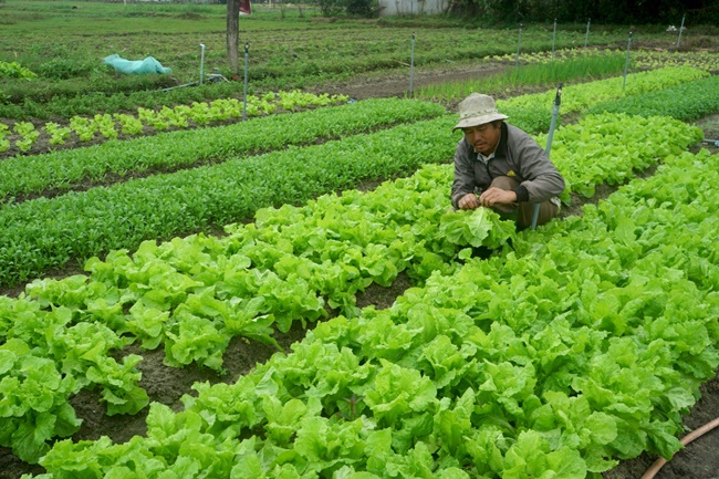 Loại cây này ở Việt Nam bán đầy siêu thị, nhà dân trồng hái ăn rồi đem bán với giá rẻ, nhưng sang nước ngoài có giá đắt.
