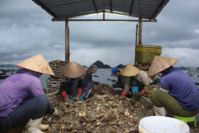 Do hàu có cạnh sắc, cùng với phù du bám trên con hàu sẽ gây ngứa, nên nhóm công nhân phải đeo găng tay hai lớp, mặc quần áo mưa, bịt kín mặt.