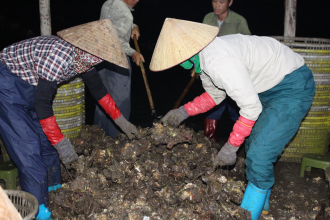 Hàu sau khi được đưa từ biển lên, nhóm công nhân nữ dùng sức đập cho những dây hàu rụng ra và dùng dao để cắt những con hàu còn bám lại, sau đó chọn loại bỏ các con chết.