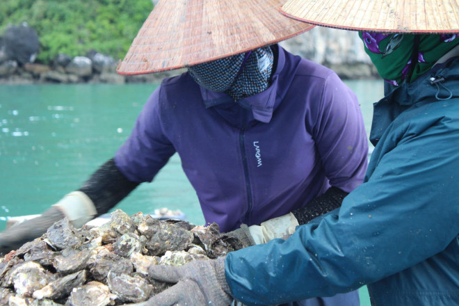 Quảng Ninh: Hàu sữa rớt giá vì dịch COVID-19, ngư dân trắng đêm thu hoạch - 9