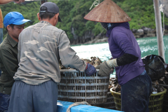 Để thu hoạch được 2 tấn hàu, nhóm công nhân phải làm việc liên tục từ 23h cho đến sáng