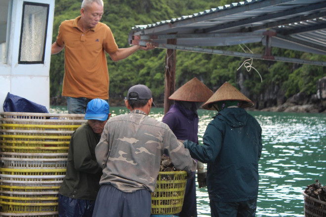 Mặc dù giá hàu giảm mạnh, người dân vẫn phải thức trắng đêm thu hoạch mỗi khi thương lái, hoặc các xưởng chế biến hàu đặt hàng với hy vọng gỡ vốn.