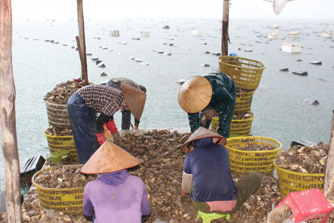 Quảng Ninh: Hàu sữa rớt giá vì dịch COVID-19, ngư dân trắng đêm thu hoạch - 12