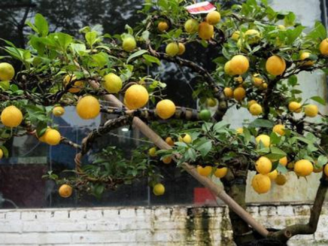 Thị trường - Tiêu dùng - Cây cảnh giá rẻ, nhiều người dân "tranh thủ" gieo trồng khi ở nhà giãn cách vì COVID-19